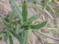 Anchusa officinalis