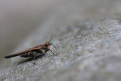 Tetrigidae