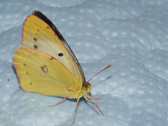 Colias poliographus