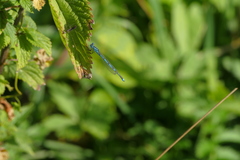 Erythromma lindenii