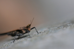 Tetrigidae