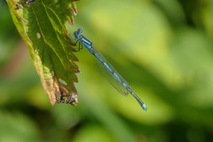 Erythromma lindenii