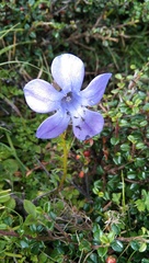 Cyananthus lobatus