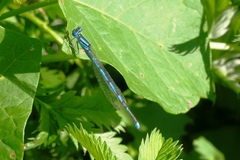 Erythromma lindenii
