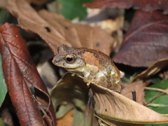 Kurixalus idiootocus