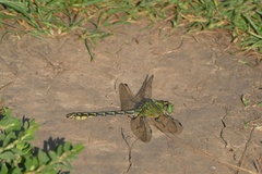 Ophiogomphus cecilia