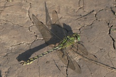 Ophiogomphus cecilia
