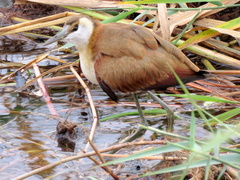 Actophilornis africanus