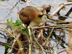 Actophilornis africanus