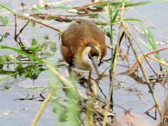 Actophilornis africanus