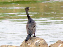 Microcarbo africanus africanus