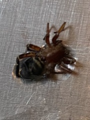 Steatoda borealis