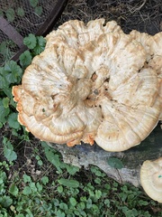 Laetiporus cincinnatus