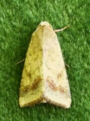 Helicoverpa armigera