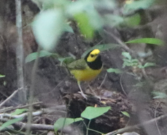 Setophaga citrina