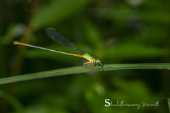Ceriagrion cerinorubellum