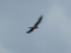Falco tinnunculus