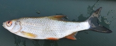 Rutilus rutilus