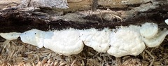 Gloeoporus dichrous