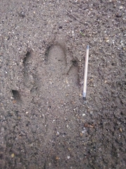 Tapirus terrestris