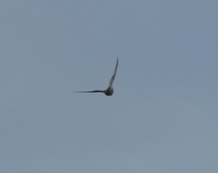 Falco tinnunculus