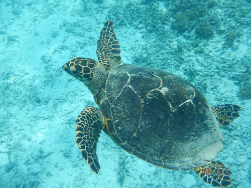 Hawksbill Sea Turtle — seen at this dive site