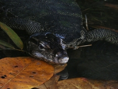 Varanus salvator macromaculatus