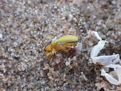 Cteniopus sulphureus