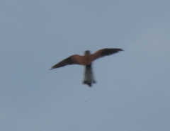 Falco tinnunculus