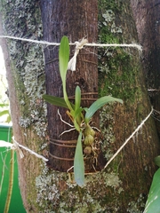 Comparettia macroplectron