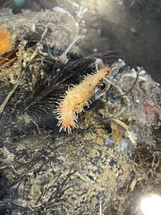 Eupentacta quinquesemita