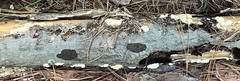 Gloeoporus dichrous