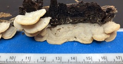 Gloeoporus dichrous