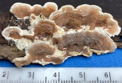 Gloeoporus dichrous
