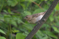 Carpodacus erythrinus