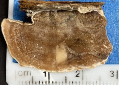 Gloeoporus dichrous