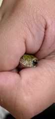 Hyla