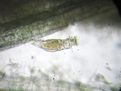 Rotifera