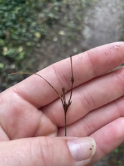 Juncus tenuis