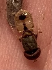 Hedriodiscus trivittatus