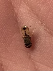 Hedriodiscus trivittatus