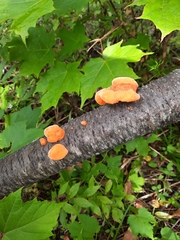 Trametes cinnabarina