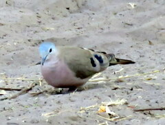 Turtur chalcospilos