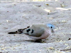 Turtur chalcospilos