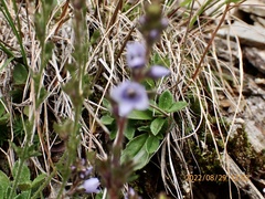 Veronica morrisonicola