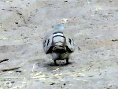 Turtur chalcospilos