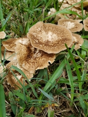 Lentinus crinitus