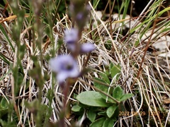 Veronica morrisonicola
