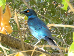 Lamprotornis nitens