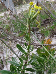 Lyperia lychnidea